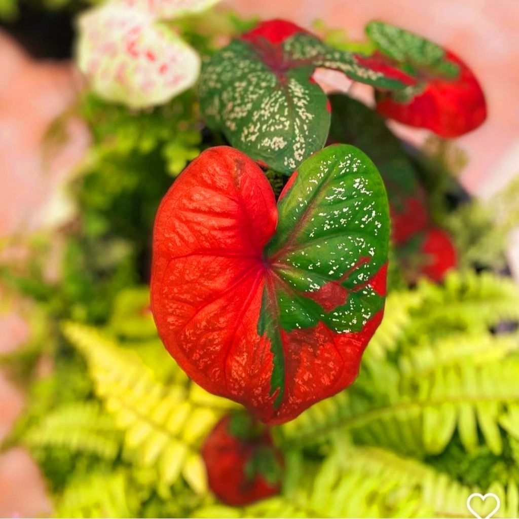 Tanaman Hias Keladi Baret Merah Bunga Hias Keladi Caladium Anakan Murah Merah BUKAN BONGGOL Tanaman 