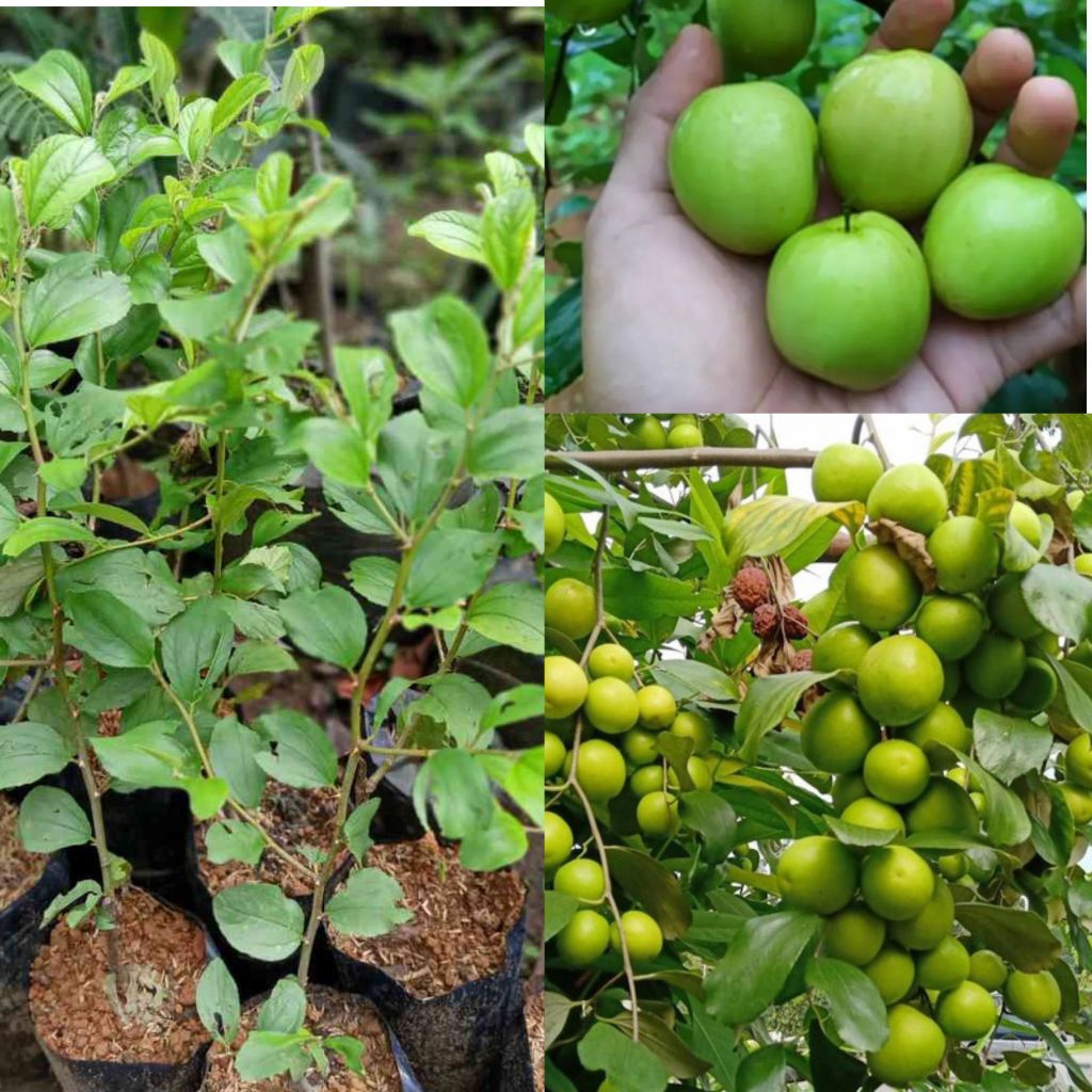 Bibit Buah Apel Putsa