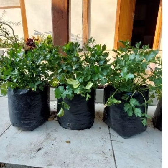 Tanaman Organik Sledri Dalam Polybag, Bibit Sledri Polybag, Tanaman Sayur Dalam Pot