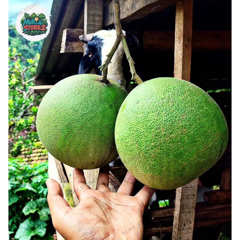 

Beli 1 Gratis 1 Jeruk Pamelo Madu Muria berat 700gr-900gr