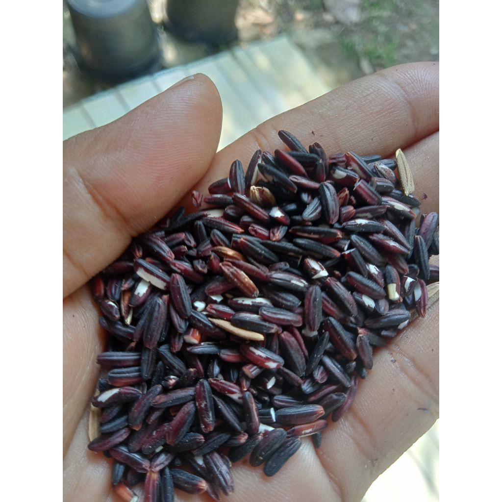 

ketan hitam/ ketan Ireng asli dari kebumen