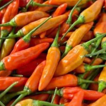 

100gramcabe rawit segar petik langsung dari petani