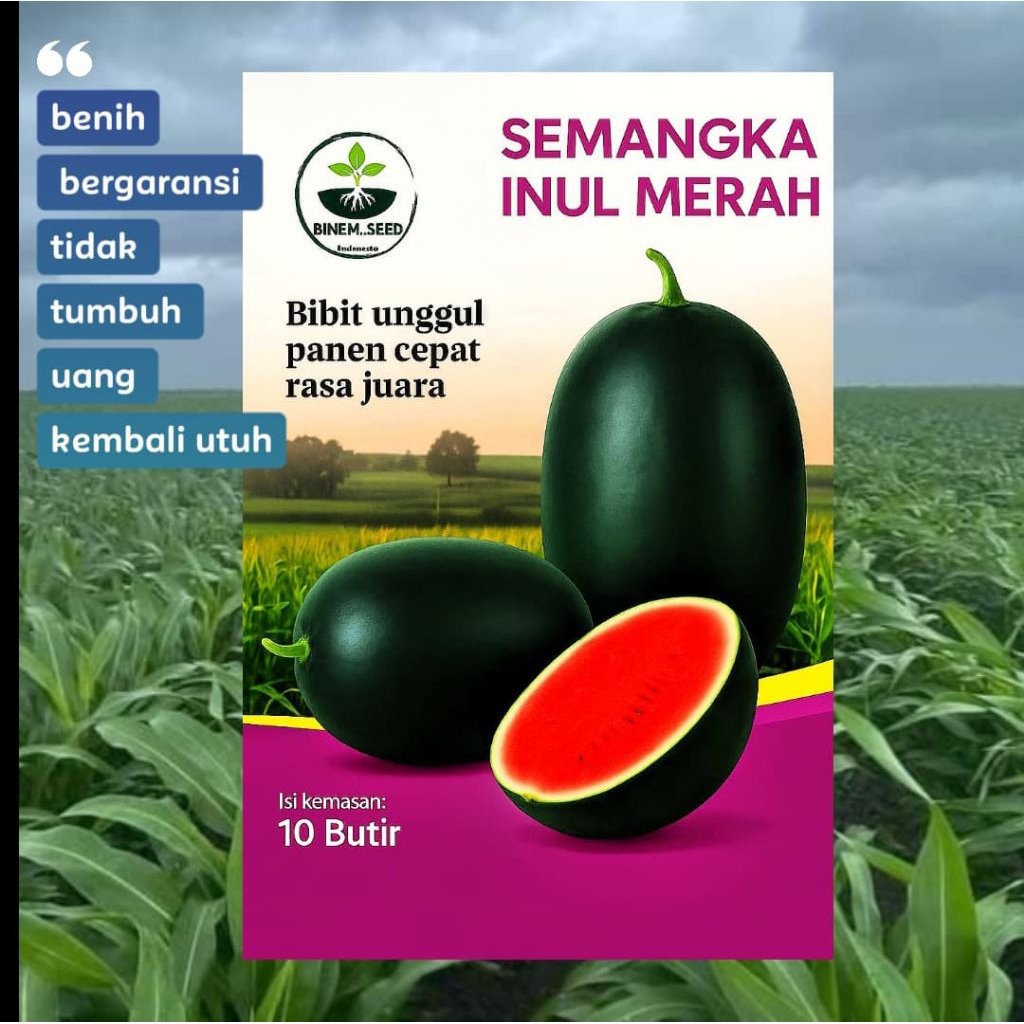 Bibit Semangka inul merah