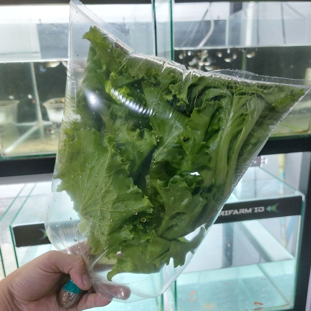 

sayur segar daun selada hidroponik khusus instan