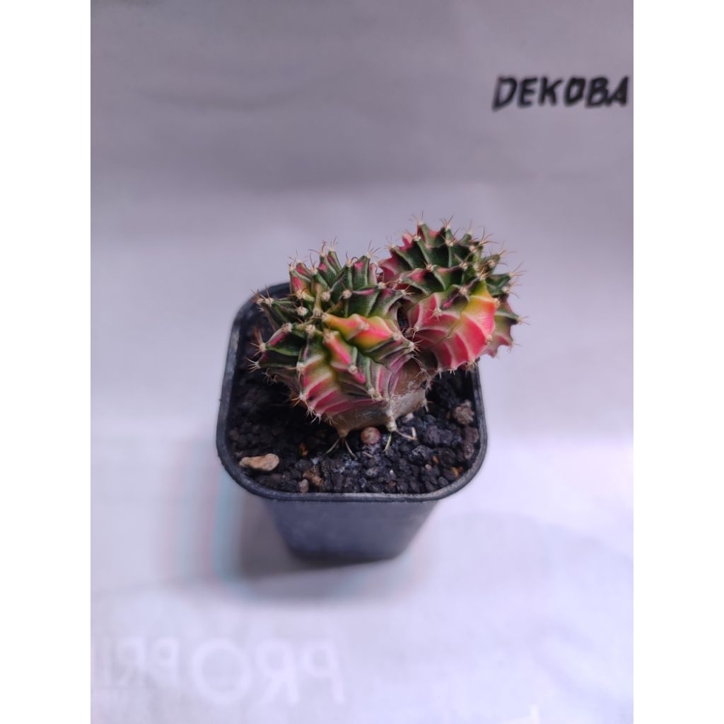 Tanaman hias kaktus gymno miha Starfire double head