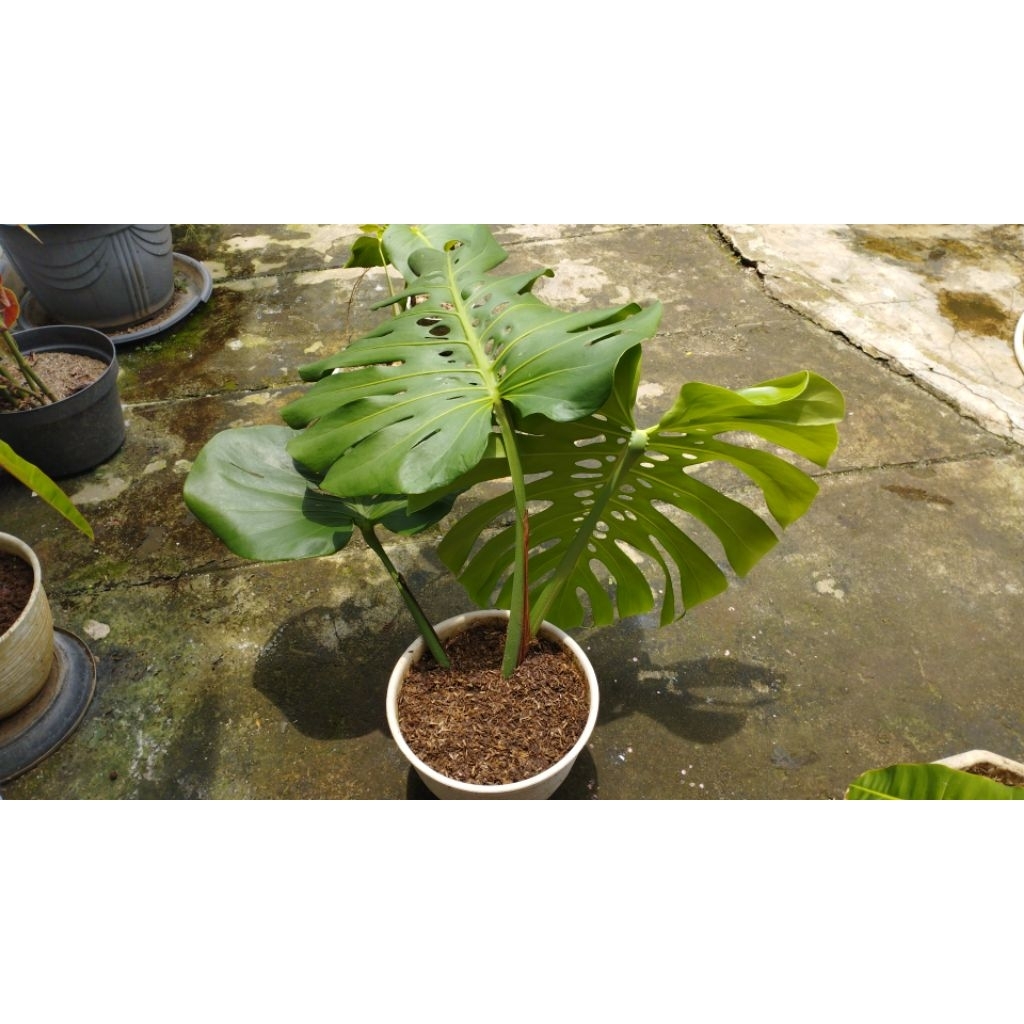 Monstera Deliciosa King