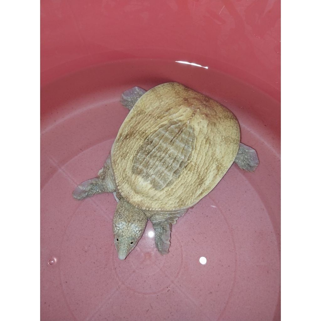 Bulus Labi Labi Amyda Hypo