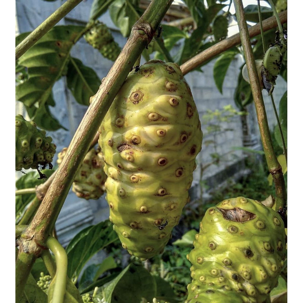 

1 Kg Buah Mengkudu/Pace/Noni Segar
