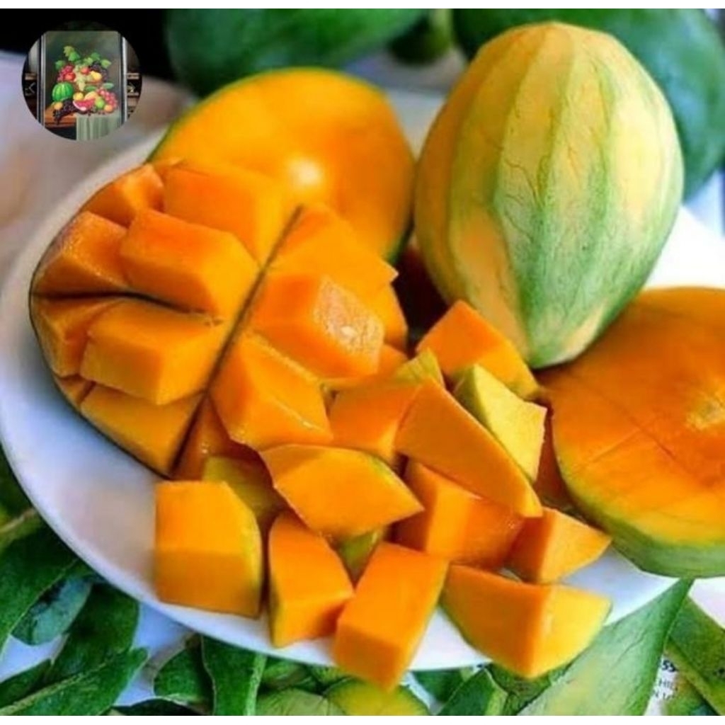 Buah mangga harumis suluhah tua matang pohon