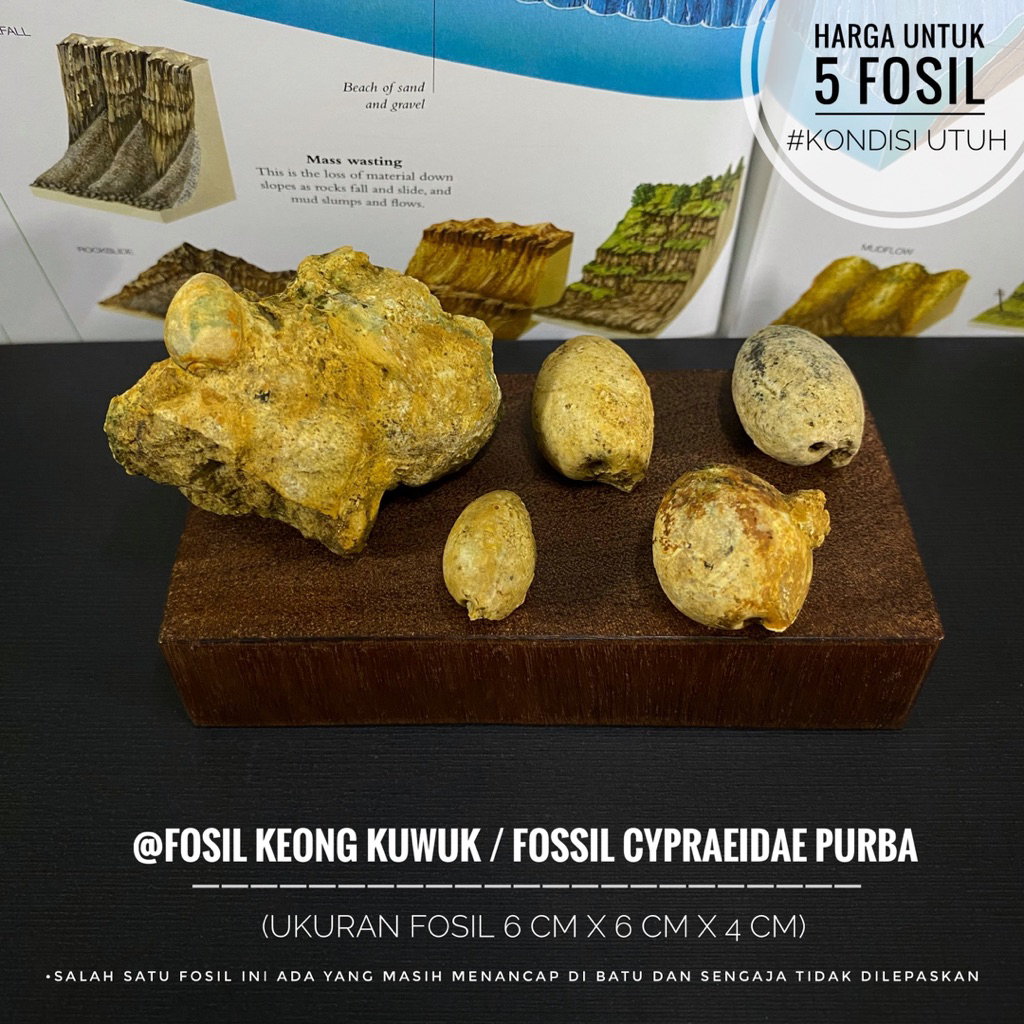 Fosil Keong Kuwuk Purba Natural atau Fossil Cypraea atau Fosil Kerang atau Fosil Kol Buntet Alam ata