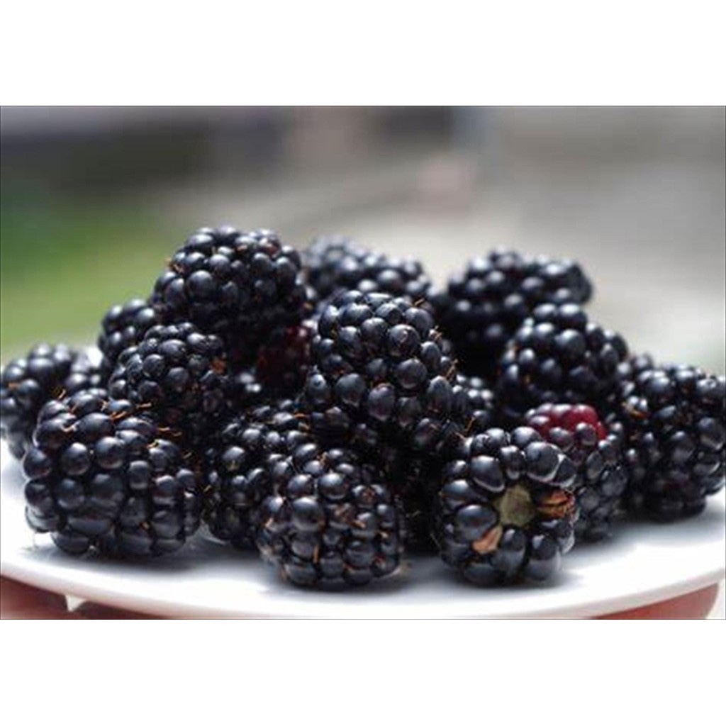 

BLACKBERRY 1 KG FROZEN IMPOR BLACK BERRY BUAH MANIS FROZEN IMPOR