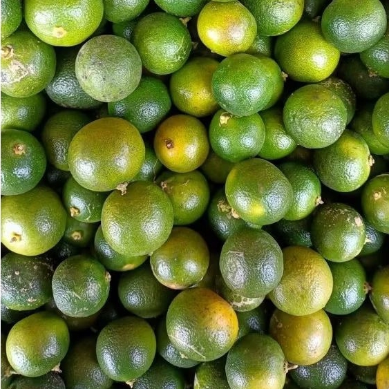 

INSTAN KOTA JAMBI Jeruk Kunci 100gr