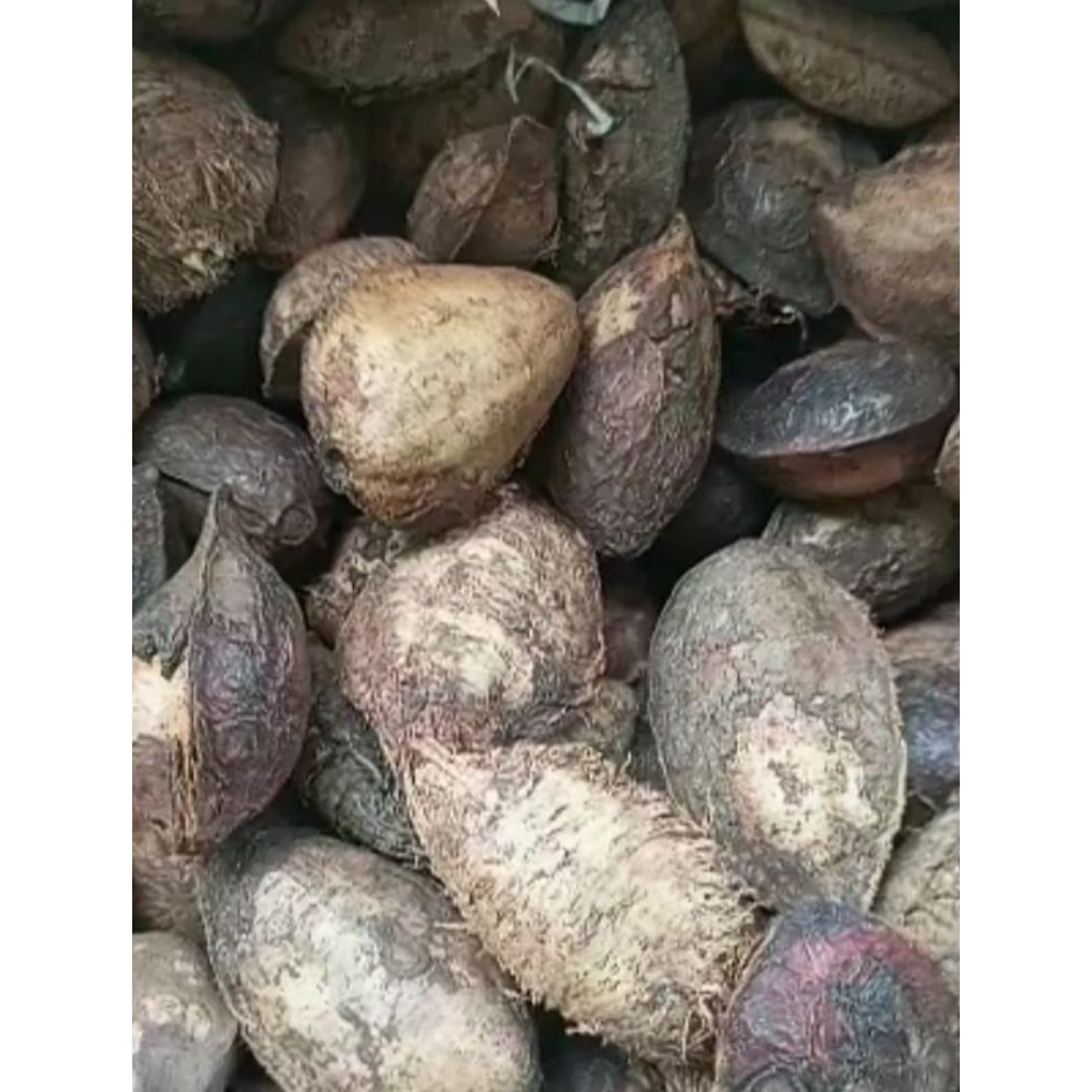 

Biji ketapang tua/kering pakan burung kenari 200gr