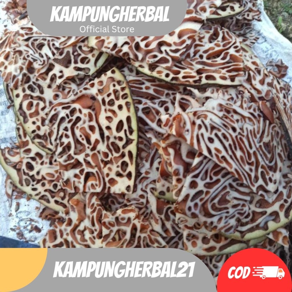 

SARANG SEMUT PAPUA ASLI SEGAR FRESH 1KG STOK TERBATAS