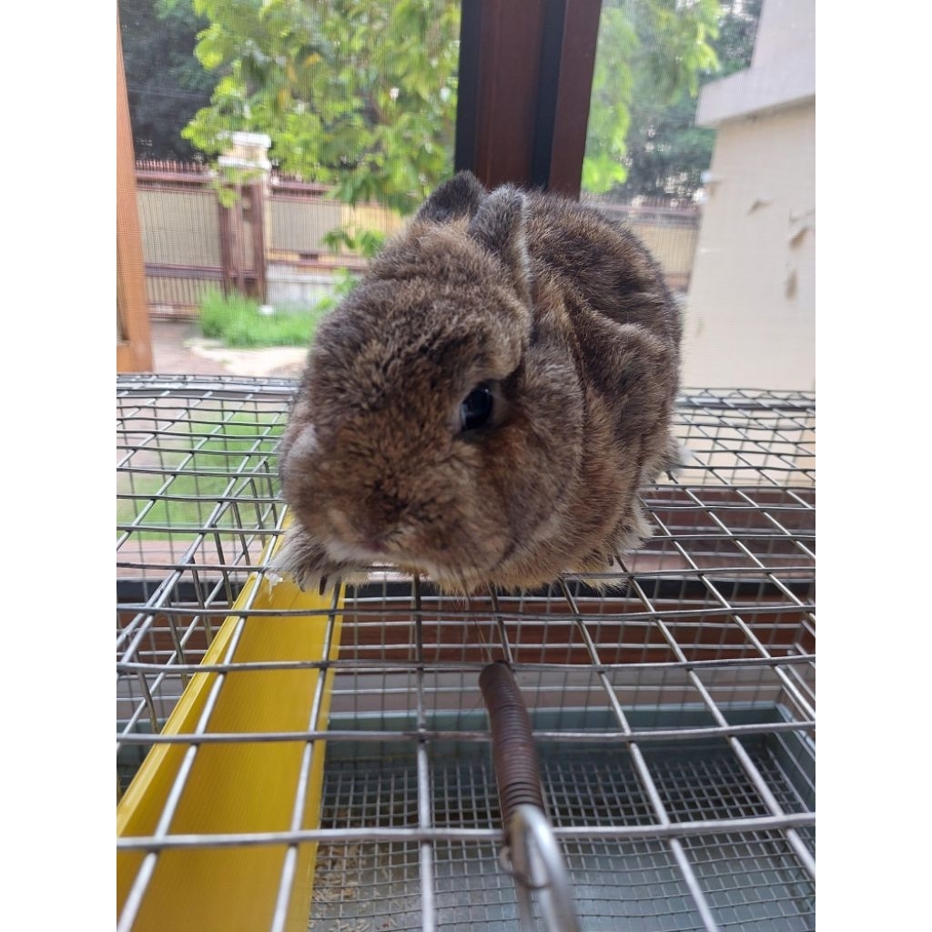 kelinci ND netherland dwarf jantan 11 bulan