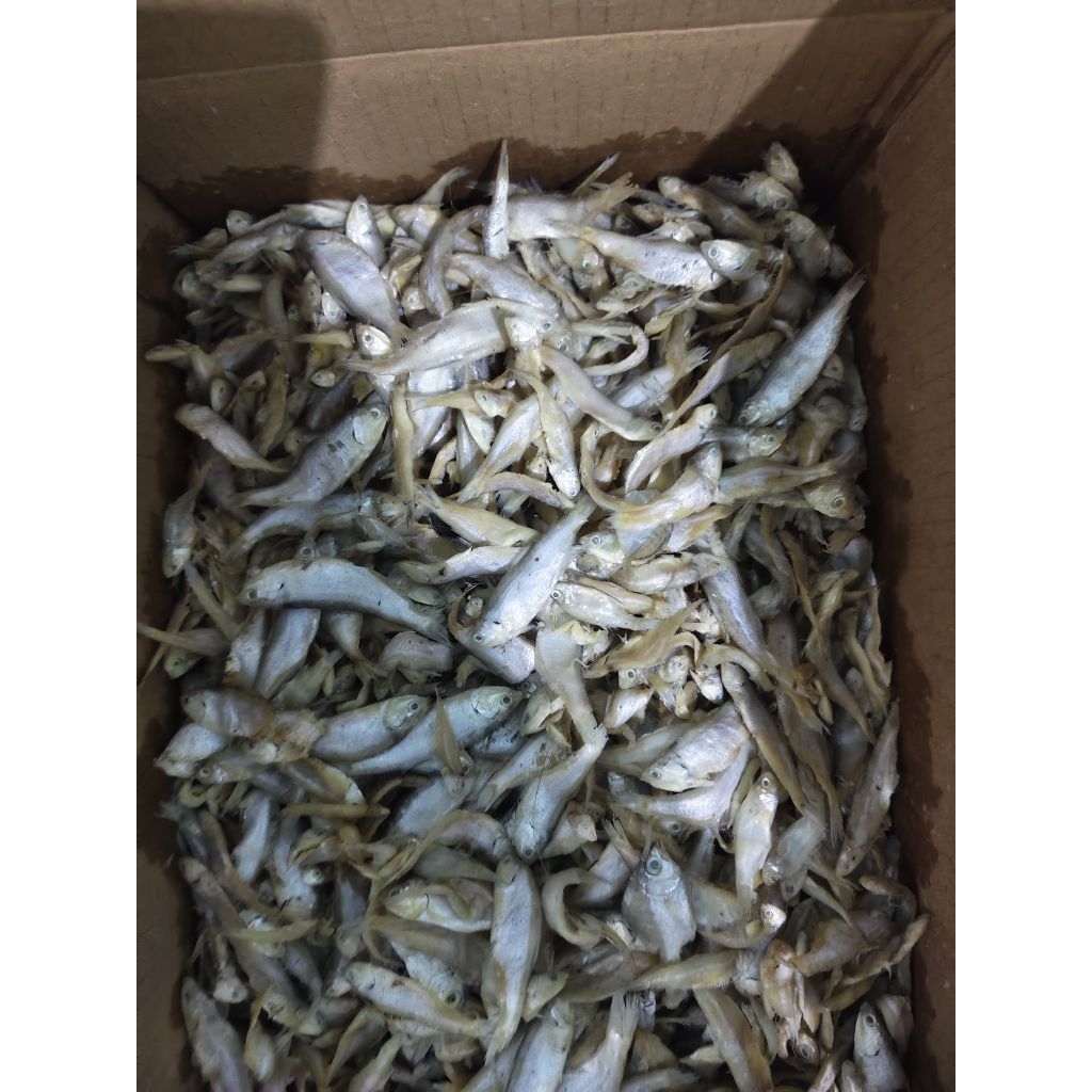 

ikan bilis / ikan lempuk kering