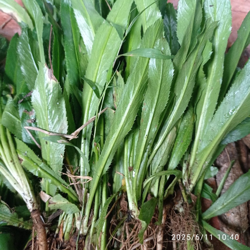 

Pohon walang sangit segar per 1000gram