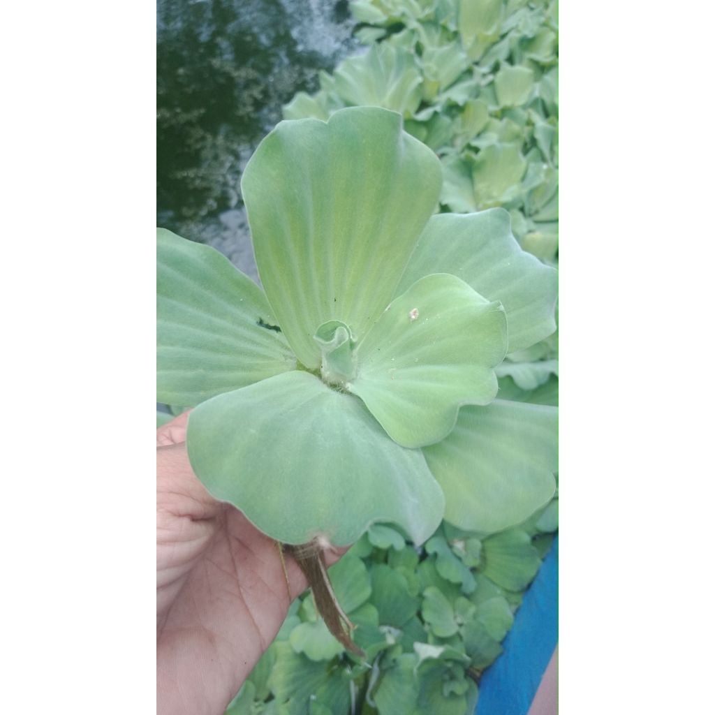 TANAMAN AIR.tanaman apu apu mawar.aquascape