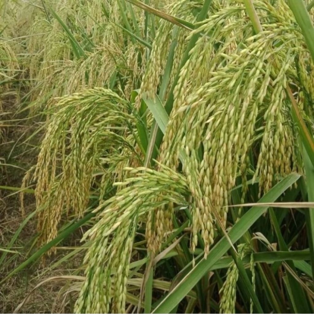 Benih padi Mapan P-05 (2)