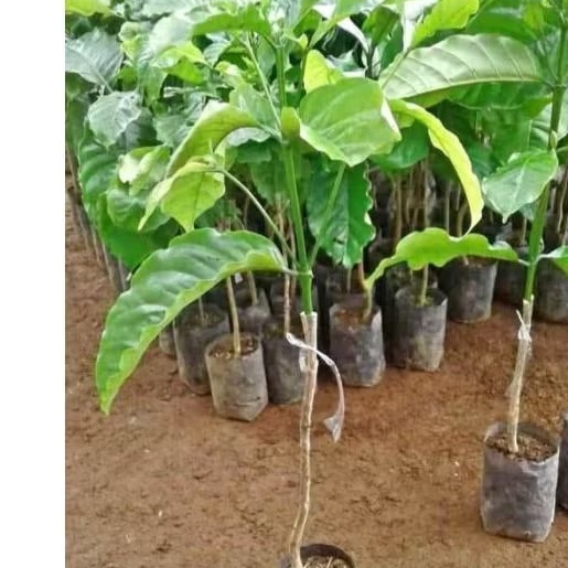 bibit kopi robusta,arabika/sambung pucuk cepat berbuah