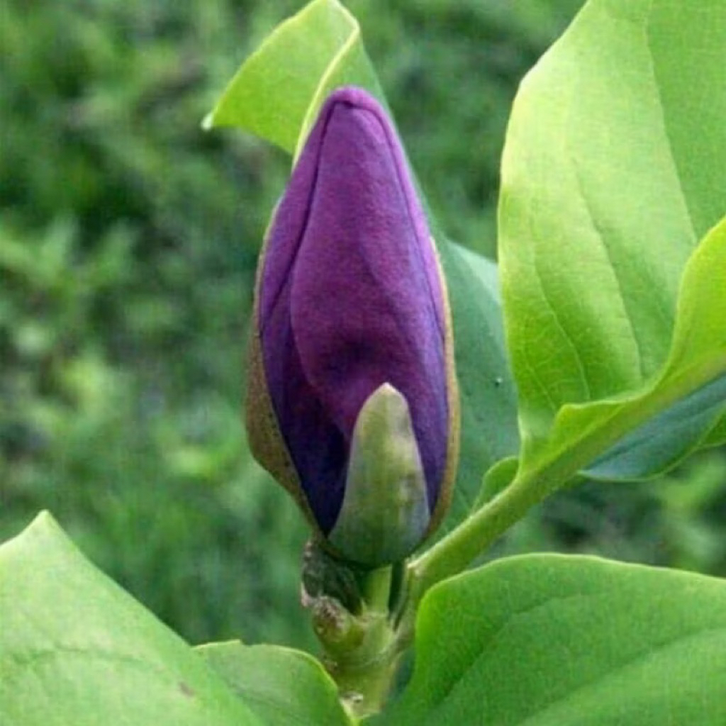 Kantil Ungu - Bibit Tanaman Bunga Kantil Ungu - Tanaman Hias Cempaka Kantil Ungu