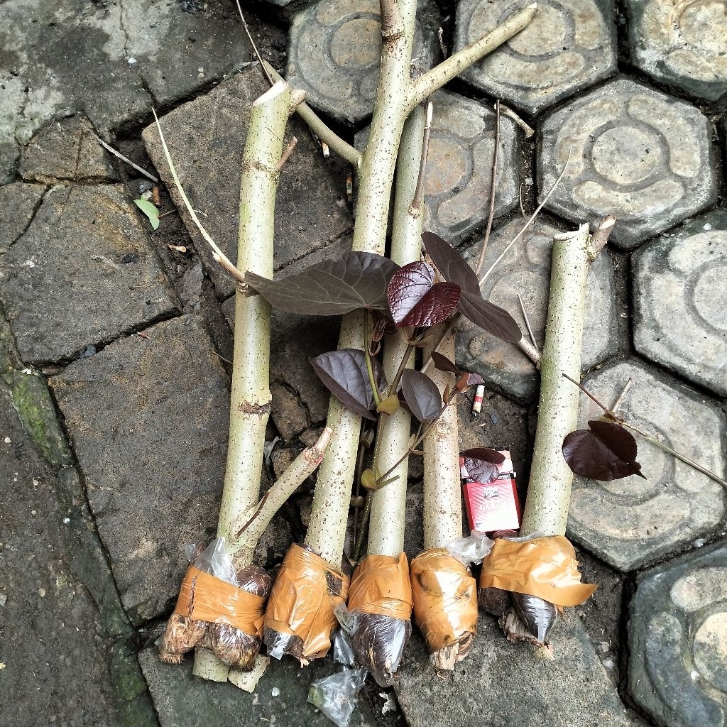 cangkokan waru merah uk besar bahan bonsai karakter unik