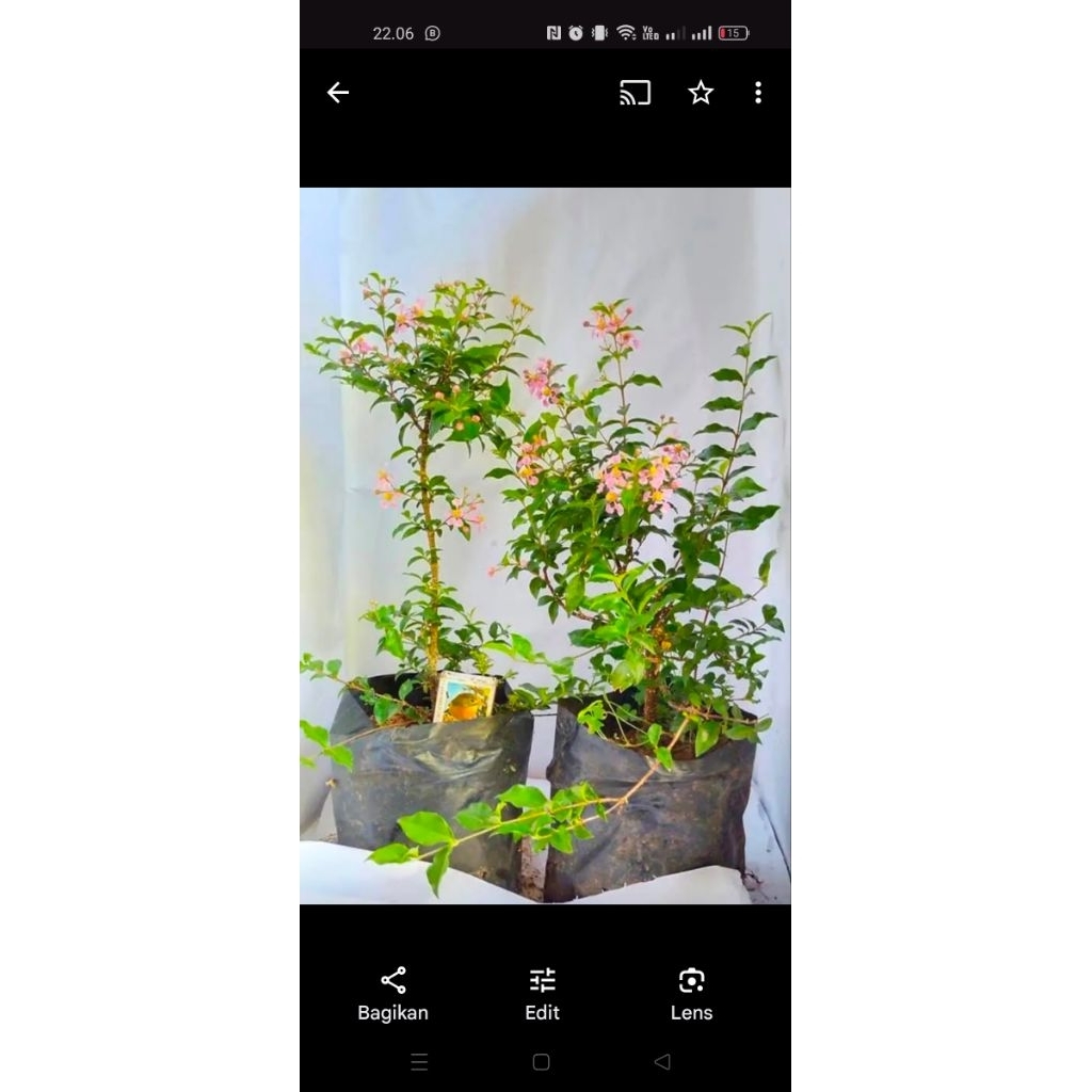 bibit bonsai sakura micro sakura mini jepang