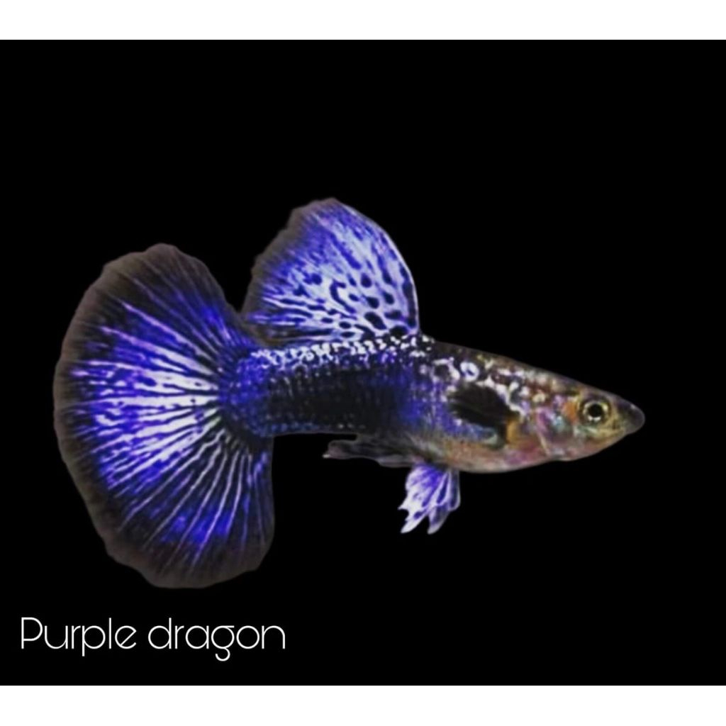 Hiasan aquarium guppy purple dragon