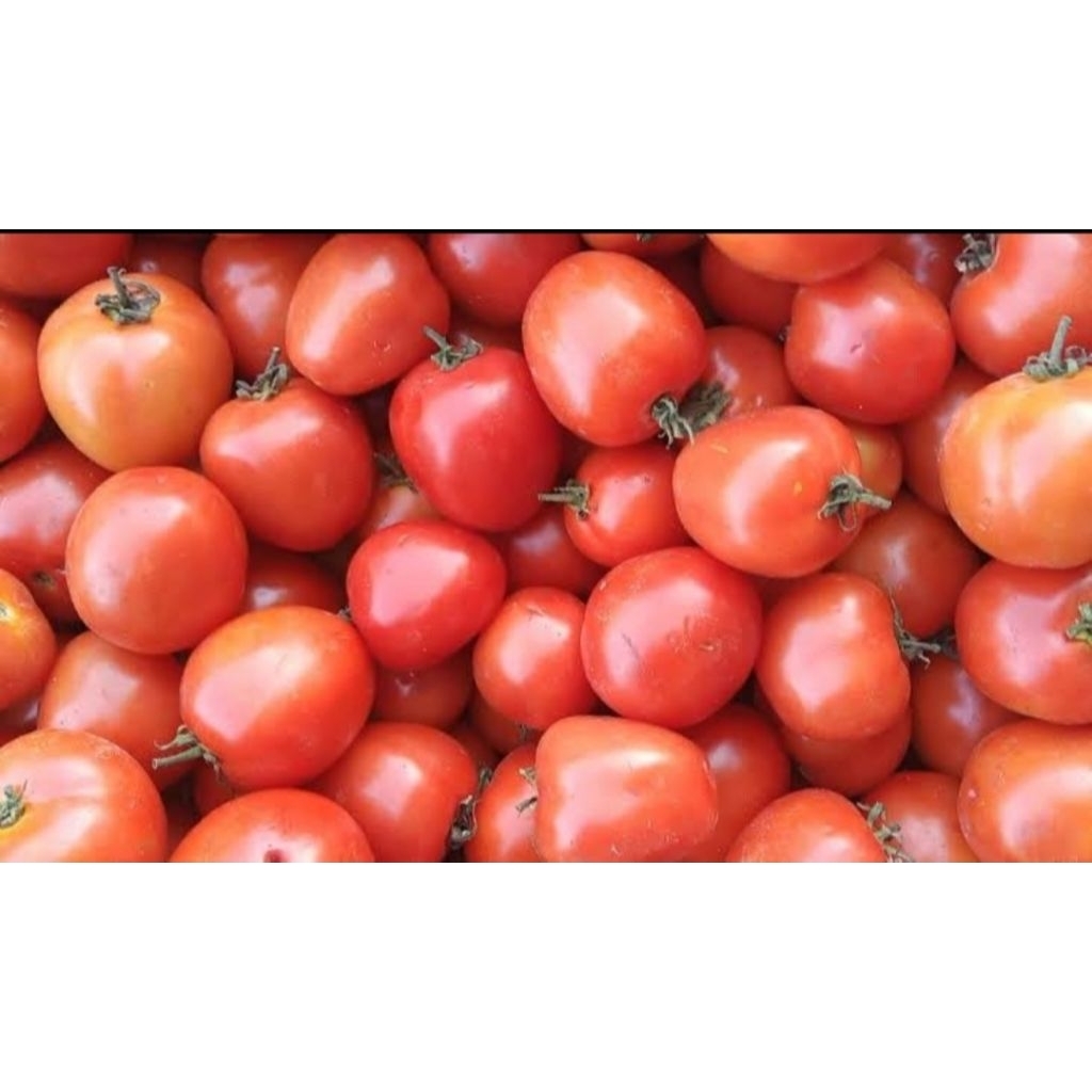 

TOMAT MERAH SEGAR