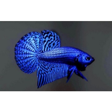 Stiker Ikan Cupang Alien Wild Betta