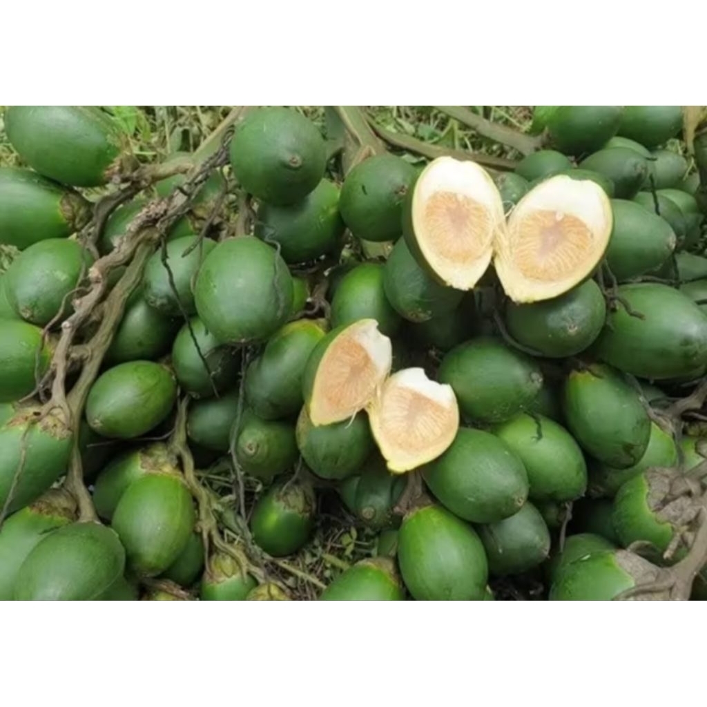 

Buah pinang /jambe alami dari petani asli