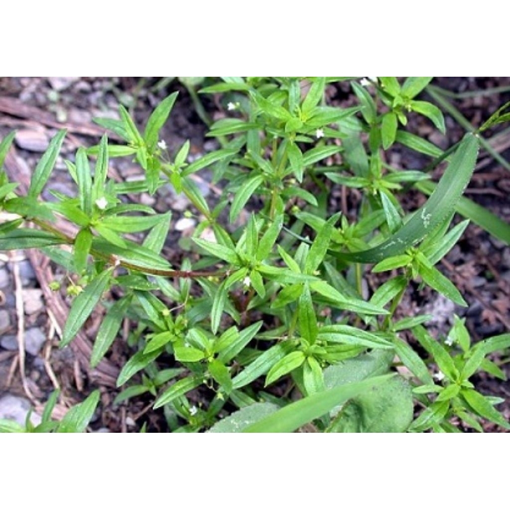 

rumput mutiara segar 250gr - 1kg