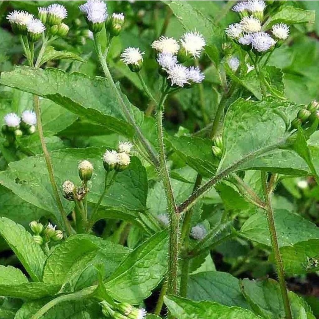 

daun babatan / jukut bau segar ( hijau - kuning ) 250gr - 1kg
