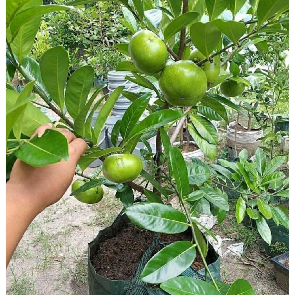 Tanaman Buah Black Sapote / Kesemek Hitam / Buah Puding Hitam