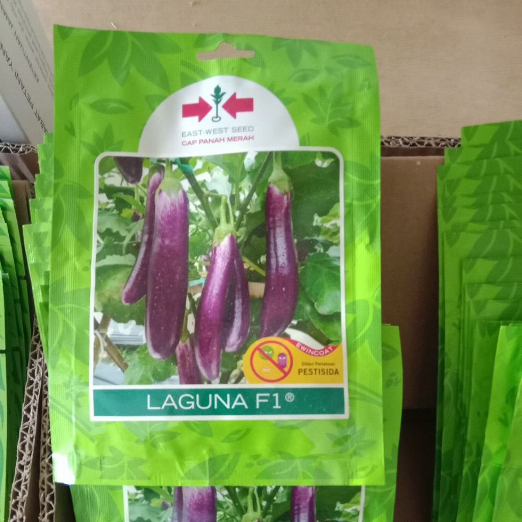 terong ungu laguna f1