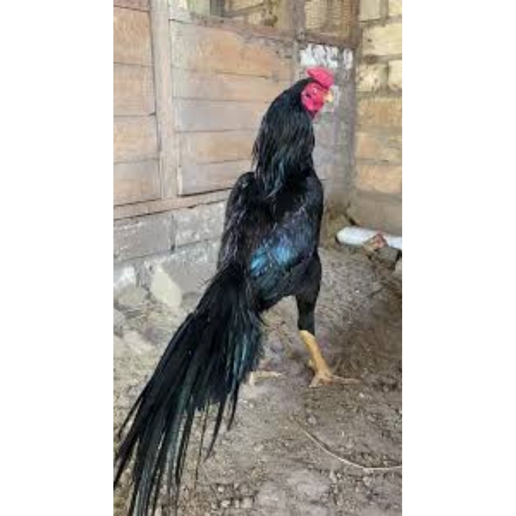 

paket hemat 3 Telur Tetas Ayam Bangkok Ekor Lidi Thailand Ori Siap Buat ditetaskan