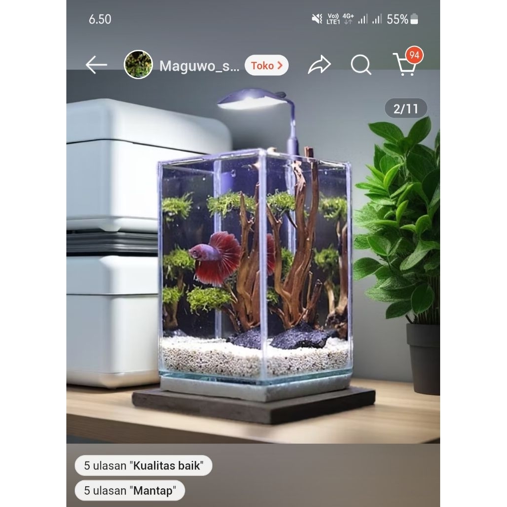 Lampu Soliter, Lampu Cupang