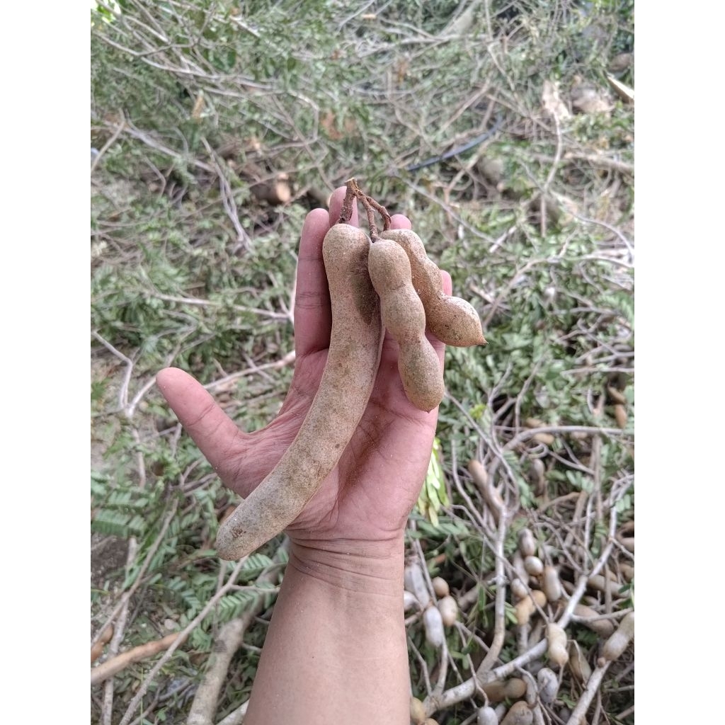 

BUAH ASEM JAWA MENTAH