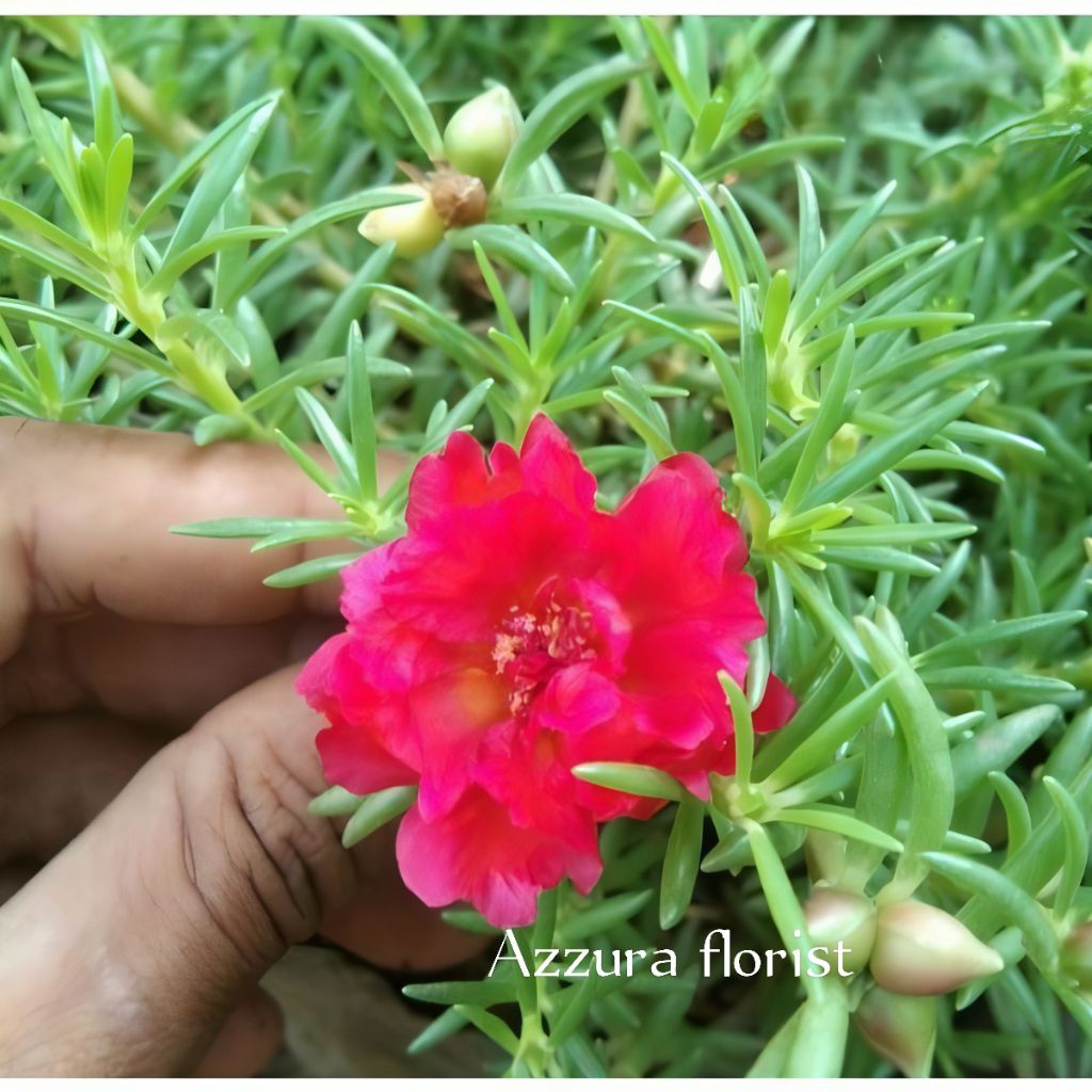 ( BISA COD ) Tanaman hias sutra Bombay / portulaca bunga merah siap berbunga