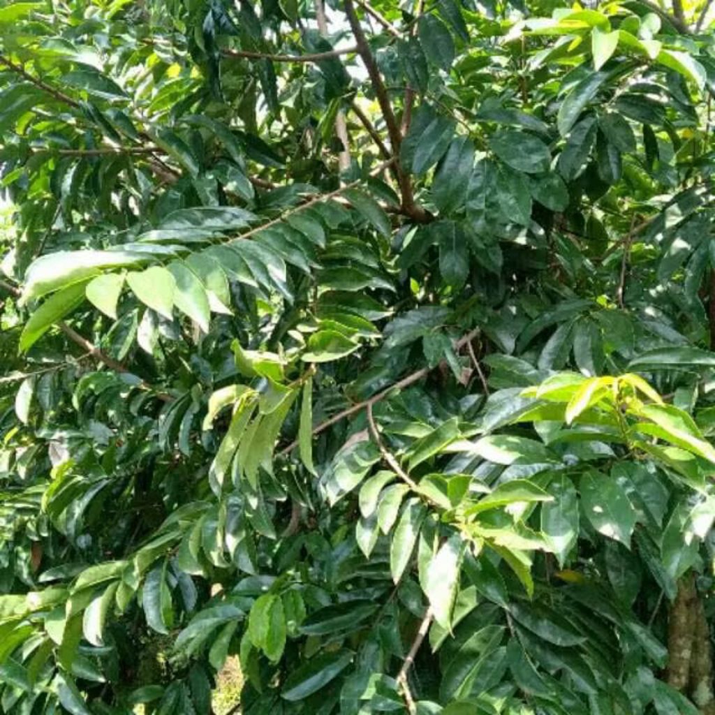 

Daun sirsak segar hasil kebun sendiri 100lembar