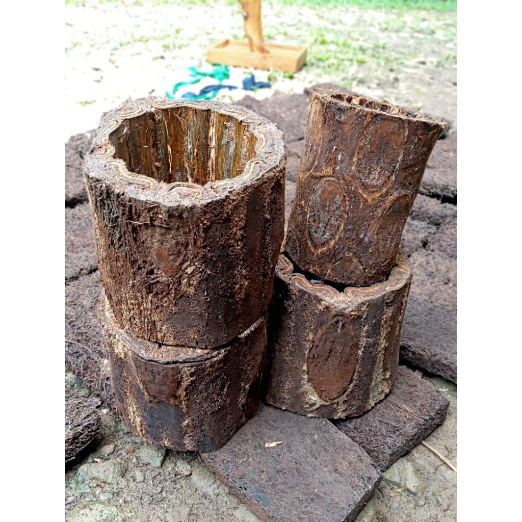 Media tanam pot batang pakis