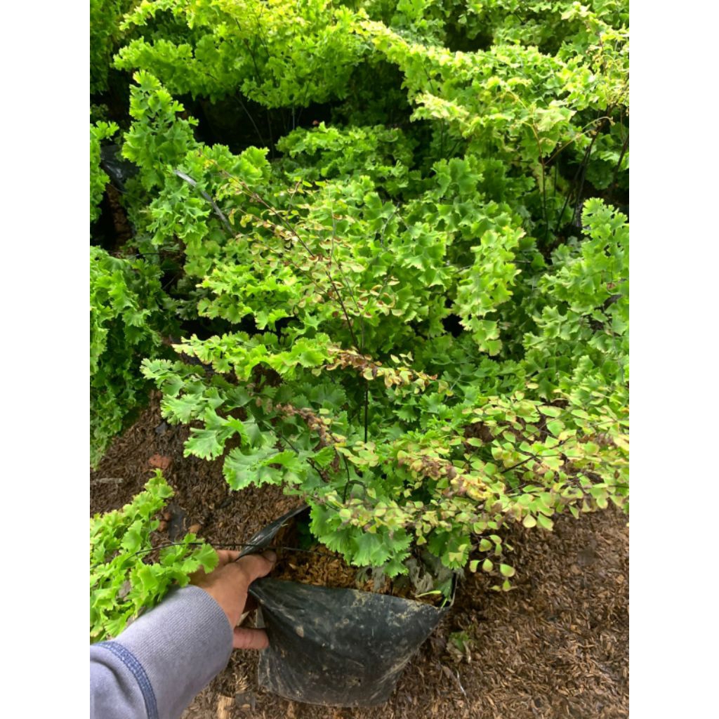 TANAMAN HIAS SUPLIR BOSTON / SUPLIR KRIWIL - RIMBUN