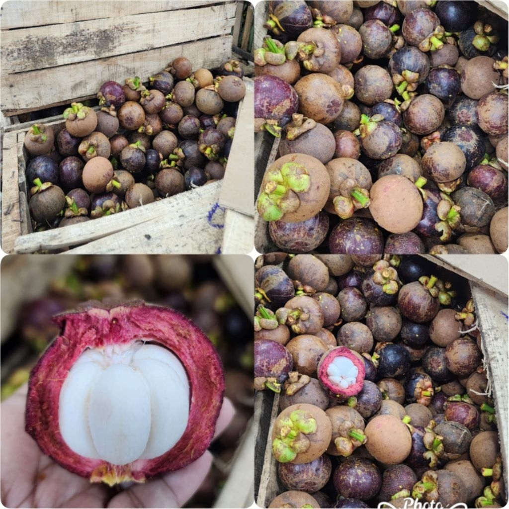 

Buah Manggis manis segar