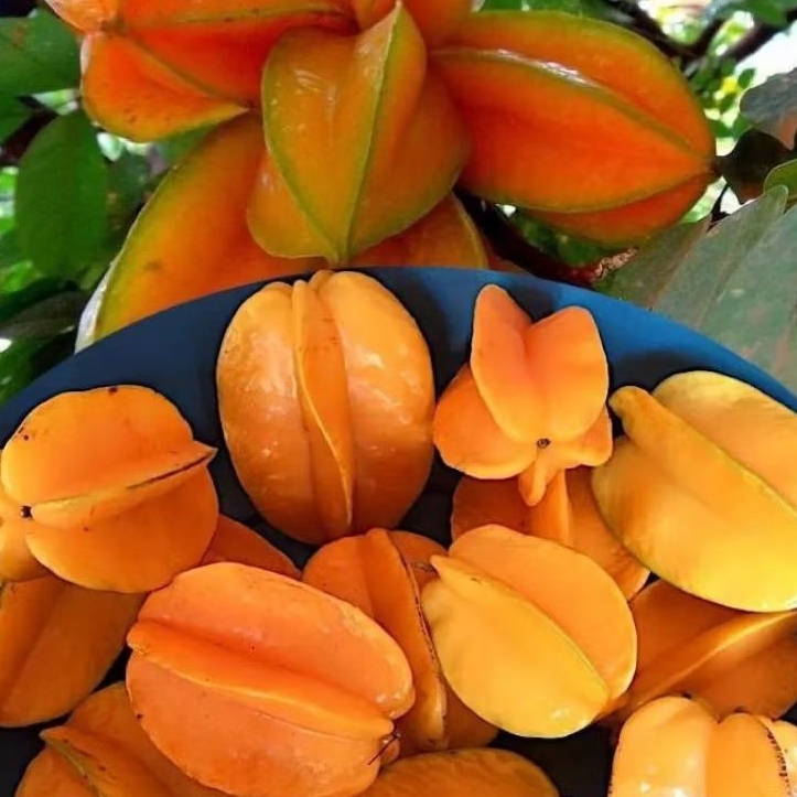 

BUAH BELIMBING JUMBO MANIS 1Kg