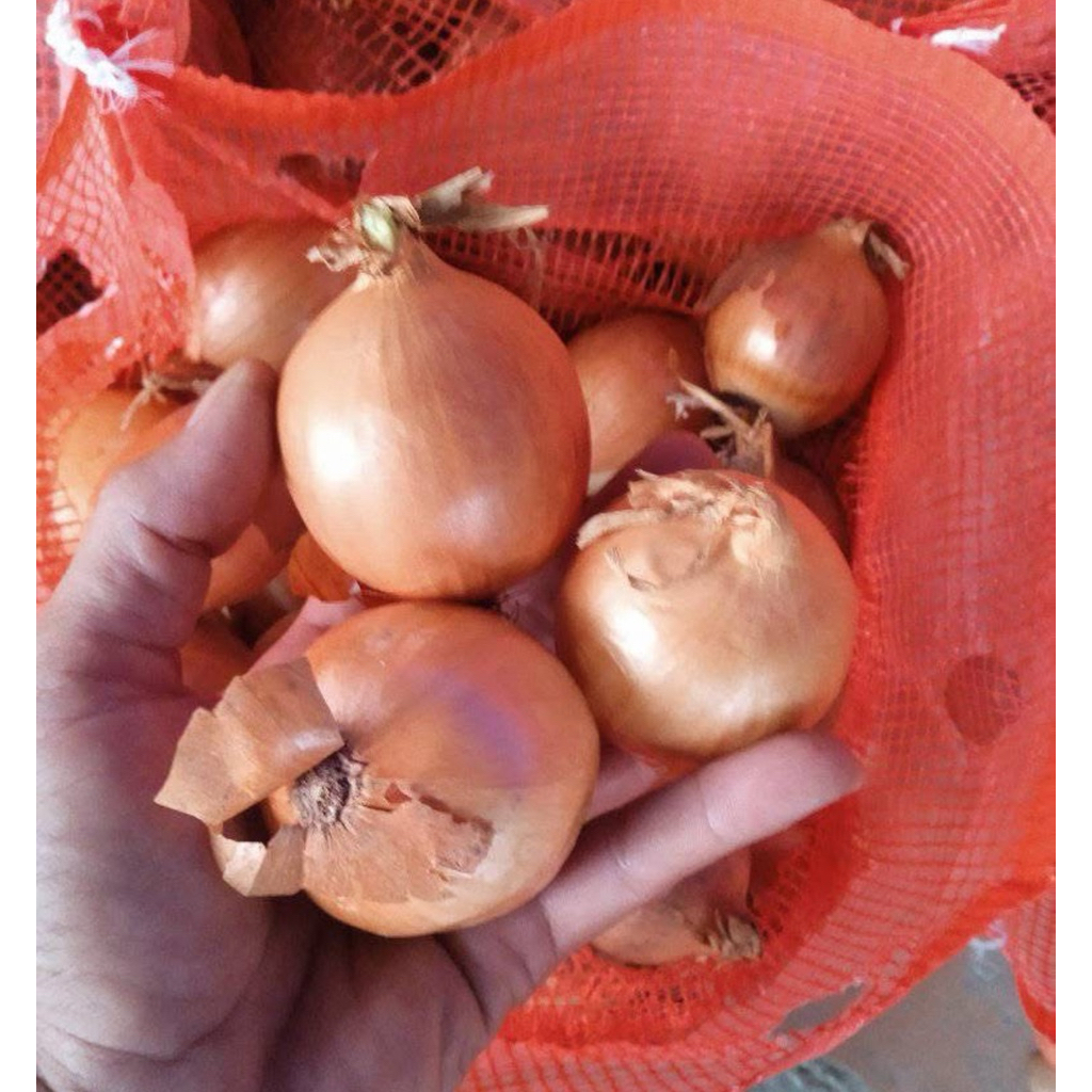 

[1KG TERMURAH] BAWANG BOMBAY PREMIUM FLASH SALE IMPORT