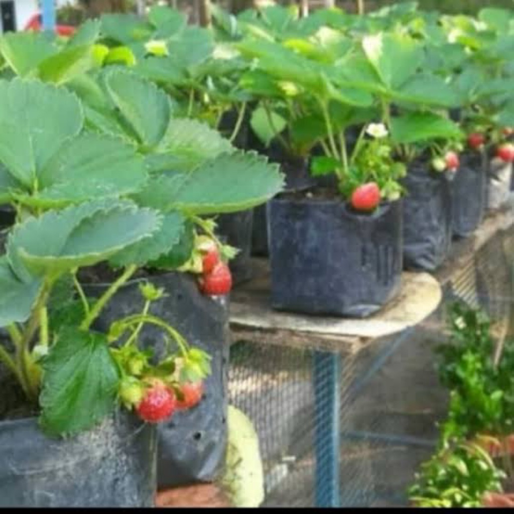 bibit stroberi california berbuah