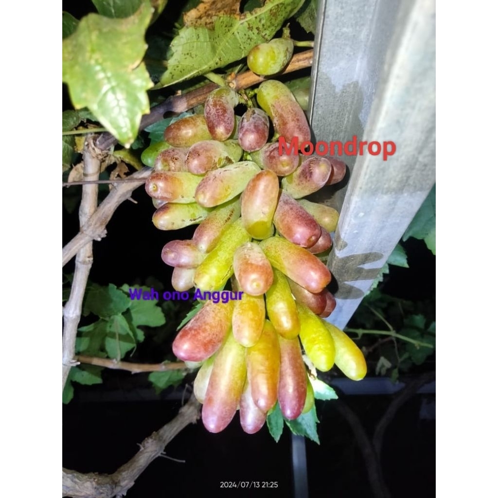 Bibit Anggur Moondrop