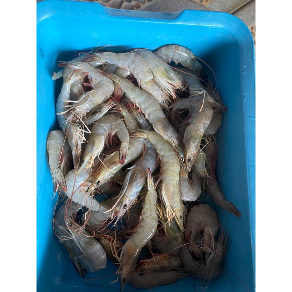 

udang jerebung tambak
