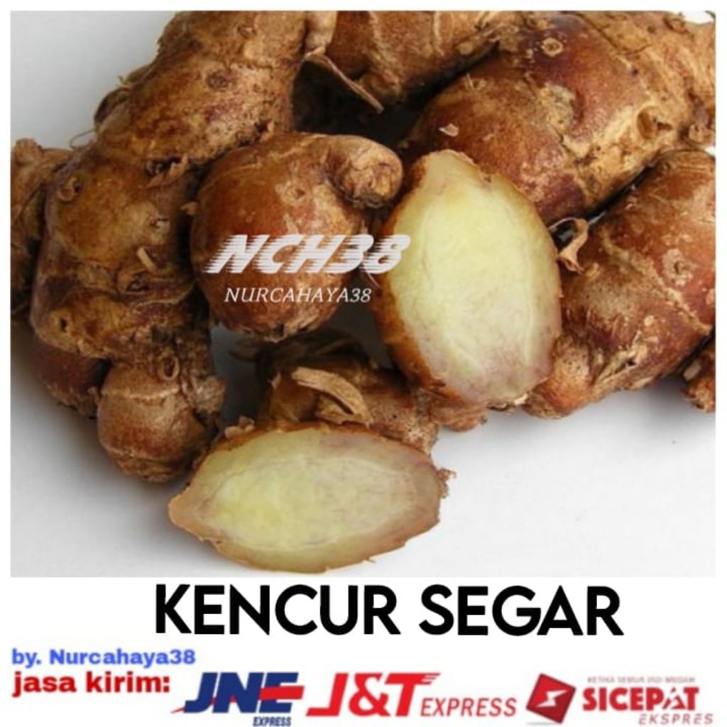 

kencur segar | kencur segar | kencur segar dan fresh 250 gram hu