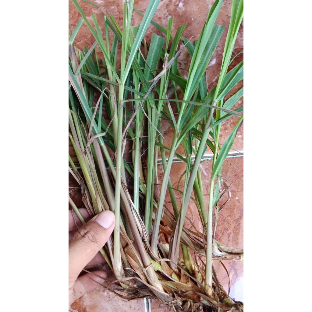 

serai putih serai masak bisa untuk dijadikan rempah atau di tanam